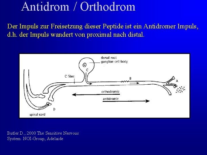 Antidrom / Orthodrom Der Impuls zur Freisetzung dieser Peptide ist ein Antidromer Impuls, d.