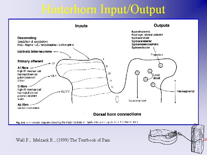 Hinterhorn Input/Output Wall P. , Melzack R. , (1999) The Textbook of Pain 