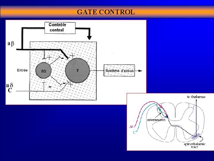 GATE CONTROL + - -+ 