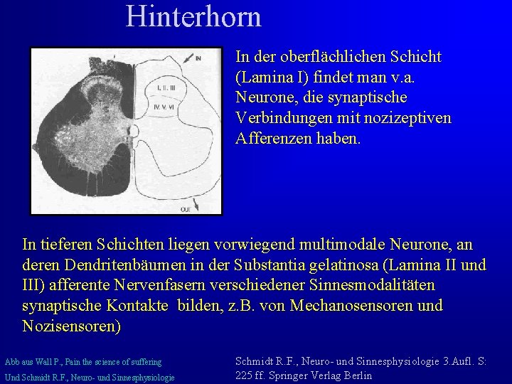 Hinterhorn In der oberflächlichen Schicht (Lamina I) findet man v. a. Neurone, die synaptische