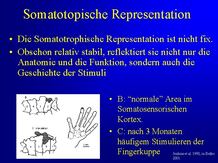 Somatotopische Representation • Die Somatotrophische Representation ist nicht fix. • Obschon relativ stabil, reflektiert