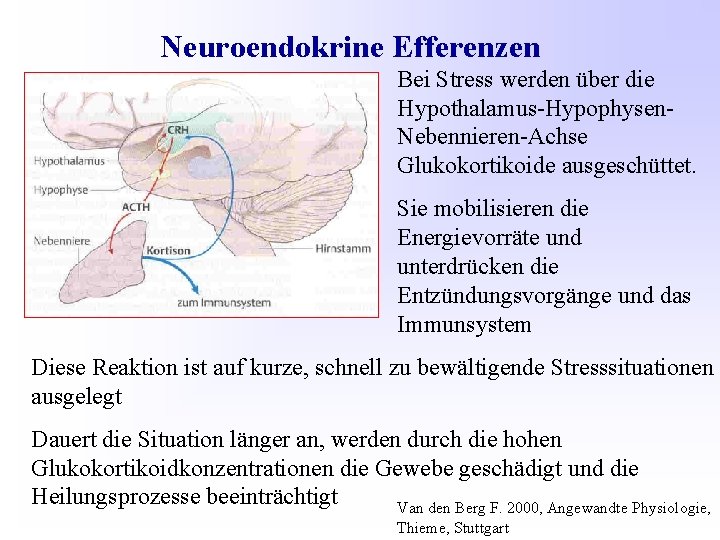 Neuroendokrine Efferenzen Bei Stress werden über die Hypothalamus-Hypophysen. Nebennieren-Achse Glukokortikoide ausgeschüttet. Sie mobilisieren die