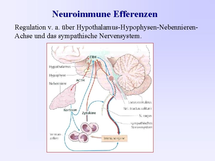Neuroimmune Efferenzen Regulation v. a. über Hypothalamus-Hypophysen-Nebennieren. Achse und das sympathische Nervensystem. 