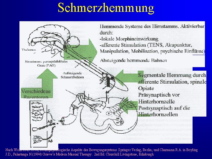 Schmerzhemmung Nach Wolff H-D. 1996, Neurophysiologische Aspekte des Bewegungssystems. Springer Verlag, Berlin; und Charmann