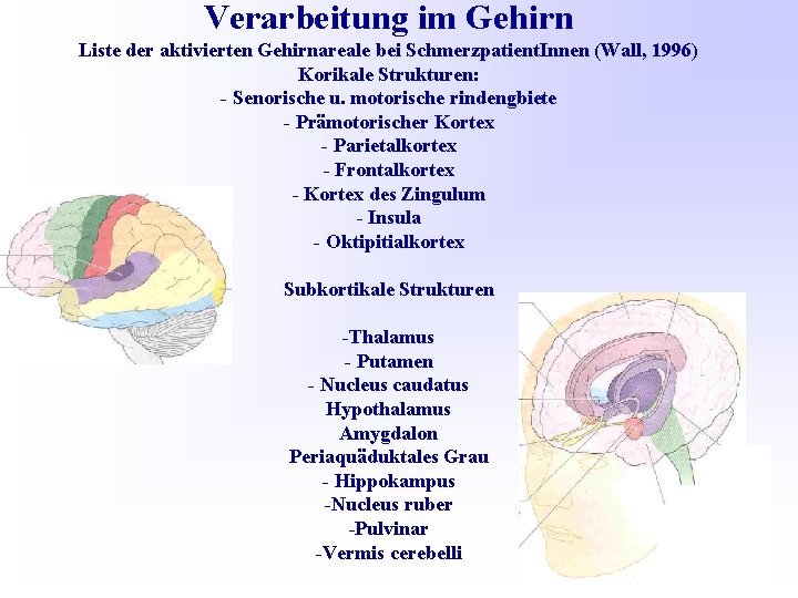 Verarbeitung im Gehirn Liste der aktivierten Gehirnareale bei Schmerzpatient. Innen (Wall, 1996) Korikale Strukturen: