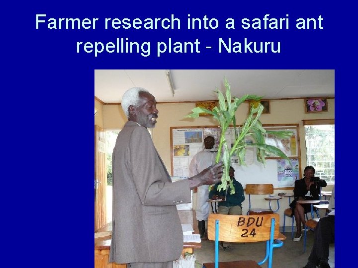 Farmer research into a safari ant repelling plant - Nakuru 