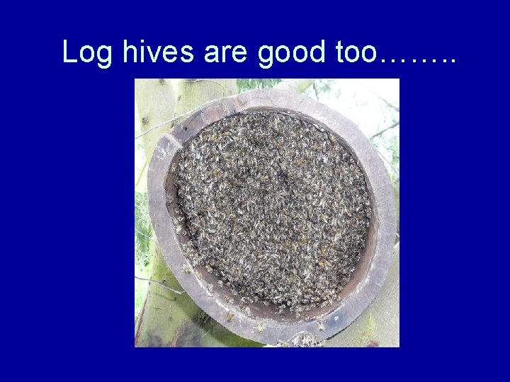 Log hives are good too……. . 