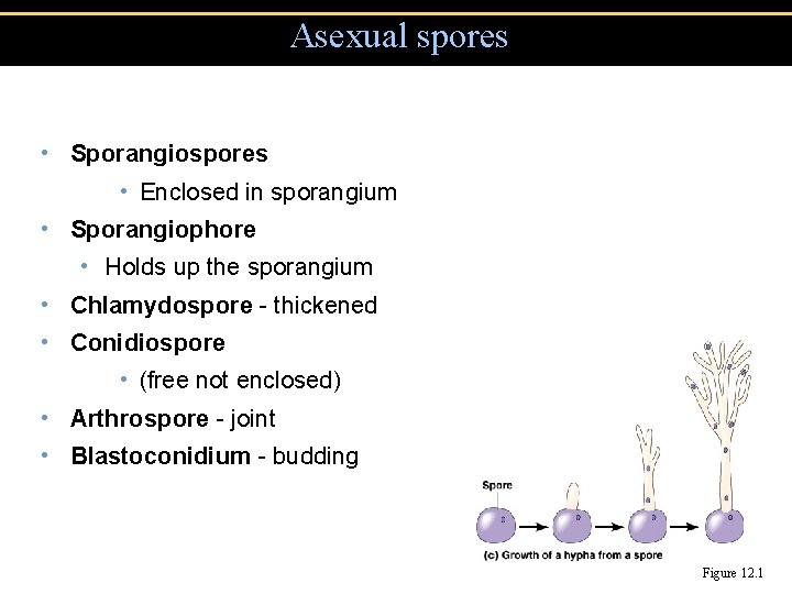 Asexual spores • Sporangiospores • Enclosed in sporangium • Sporangiophore • Holds up the