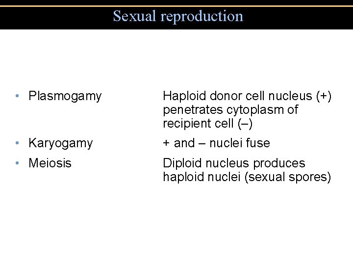 Sexual reproduction • Plasmogamy Haploid donor cell nucleus (+) penetrates cytoplasm of recipient cell