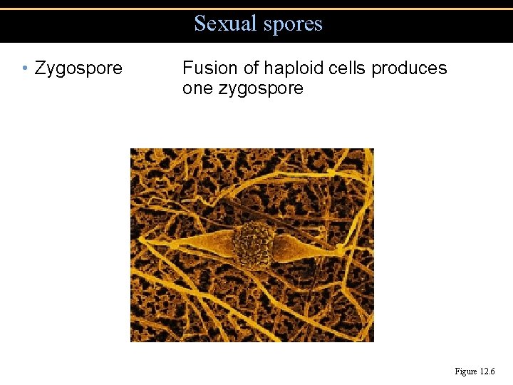 Sexual spores • Zygospore Fusion of haploid cells produces one zygospore Figure 12. 6