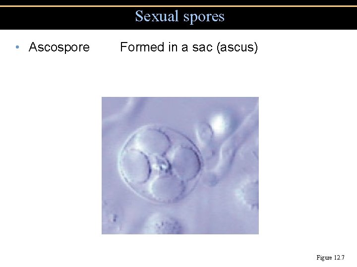 Sexual spores • Ascospore Formed in a sac (ascus) Figure 12. 7 