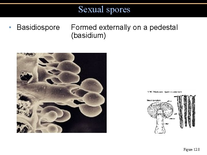 Sexual spores • Basidiospore Formed externally on a pedestal (basidium) Figure 12. 8 