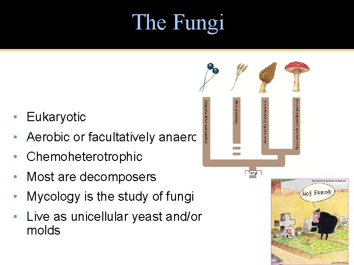 The Fungi • Eukaryotic • Aerobic or facultatively anaerobic • Chemoheterotrophic • Most are