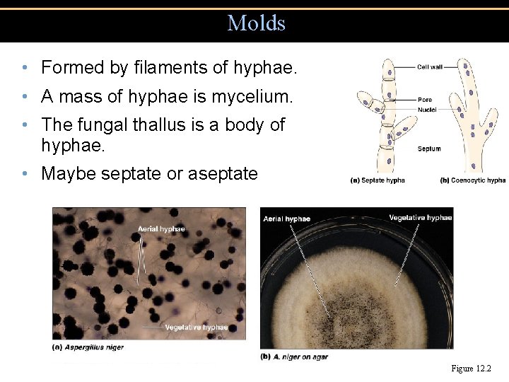 Molds • Formed by filaments of hyphae. • A mass of hyphae is mycelium.