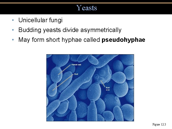 Yeasts • Unicellular fungi • Budding yeasts divide asymmetrically • May form short hyphae