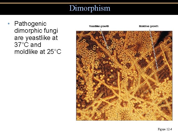 Dimorphism • Pathogenic dimorphic fungi are yeastlike at 37°C and moldlike at 25°C Figure