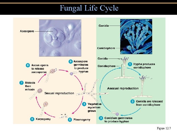 Fungal Life Cycle Figure 12. 7 