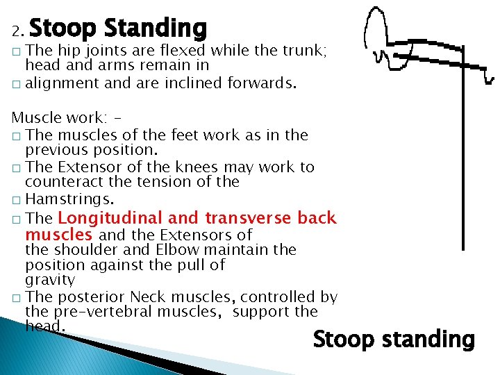 2. Stoop Standing The hip joints are flexed while the trunk; head and arms