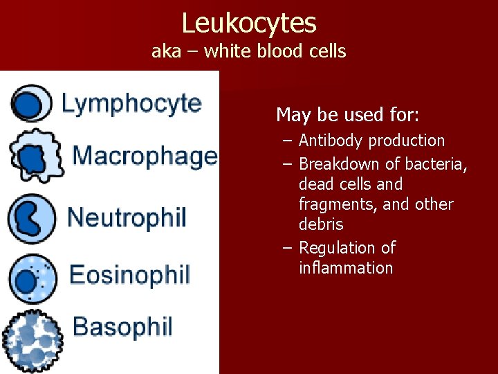 Leukocytes aka – white blood cells May be used for: – Antibody production –