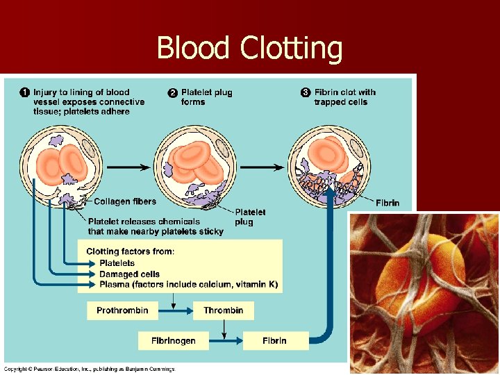 Blood Clotting 