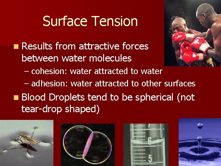 Surface Tension n Results from attractive forces between water molecules – cohesion: water attracted
