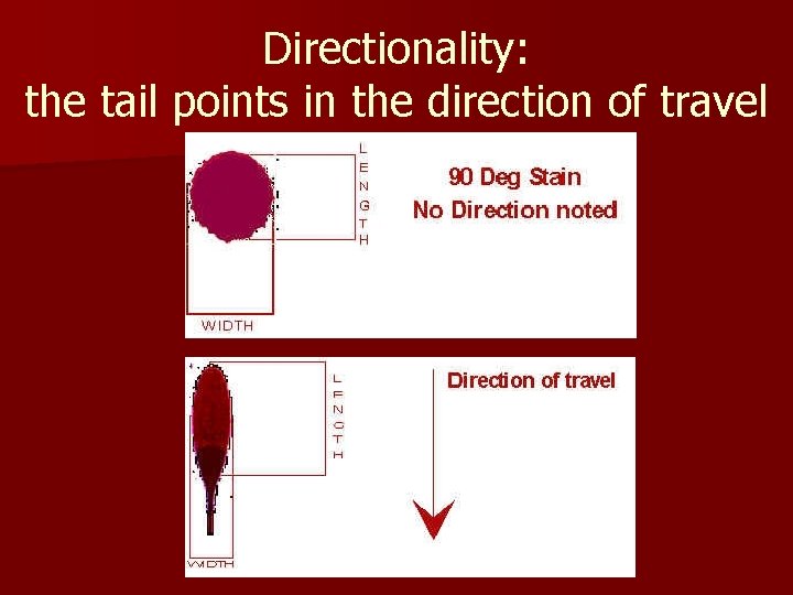 Directionality: the tail points in the direction of travel 