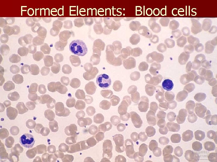 Formed Elements: Blood cells 