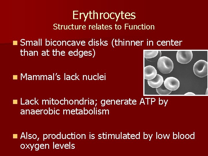 Erythrocytes Structure relates to Function n Small biconcave disks (thinner in center than at