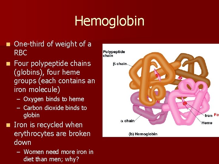 Hemoglobin One-third of weight of a RBC n Four polypeptide chains (globins), four heme