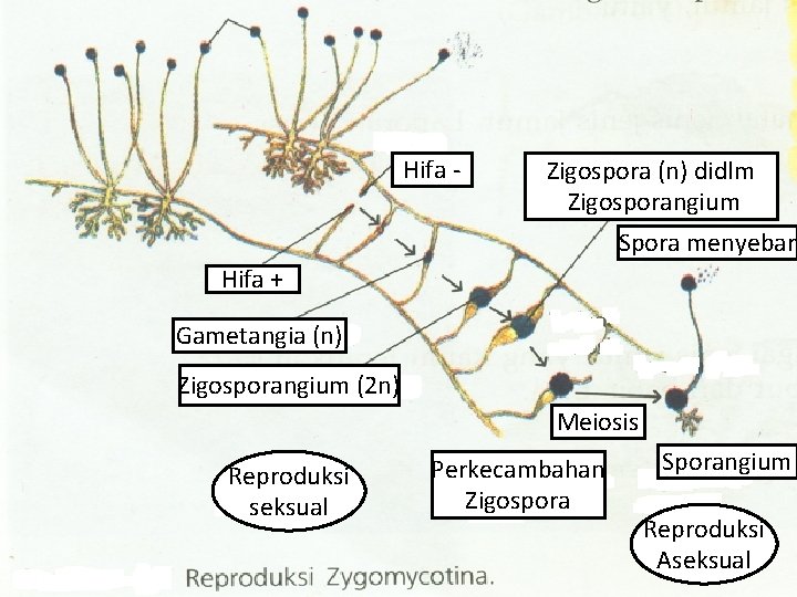 Hifa - Zigospora (n) didlm Zigosporangium Spora menyebar Hifa + Gametangia (n) Zigosporangium (2