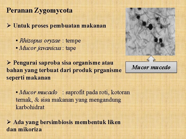 Peranan Zygomycota Ø Untuk proses pembuatan makanan • Rhizopus oryzae : tempe • Mucor