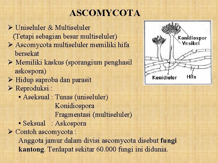 ASCOMYCOTA Ø Uniseluler & Multiseluler (Tetapi sebagian besar multiseluler) Ø Ascomycota multiseluler memiliki hifa