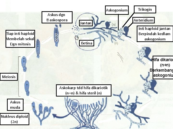 Askus dgn 8 askospora Tiap inti haploid Membelah sekali Dgn mitosis Askogonium Jantan Betina