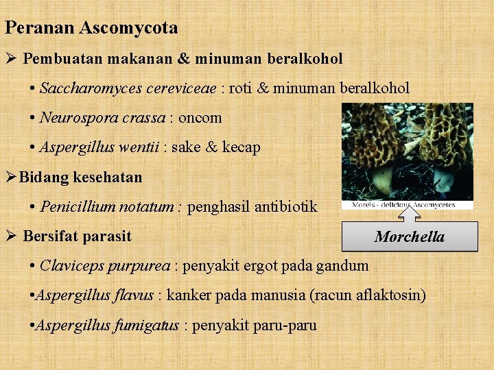 Peranan Ascomycota Ø Pembuatan makanan & minuman beralkohol • Saccharomyces cereviceae : roti &