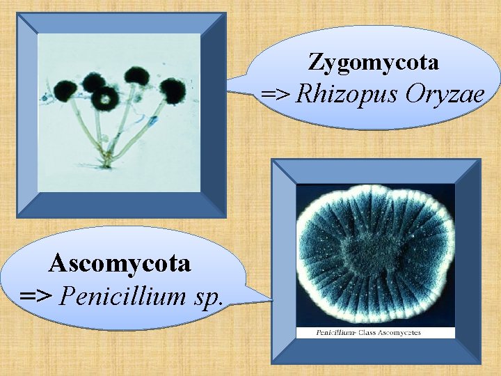 Zygomycota => Rhizopus Oryzae Rhizopus oryzae Ascomycota => Penicillium sp. 