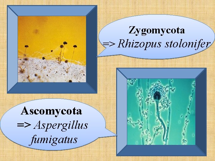 Zygomycota => Rhizopus stolonifer Ascomycota => Aspergillus fumigatus 
