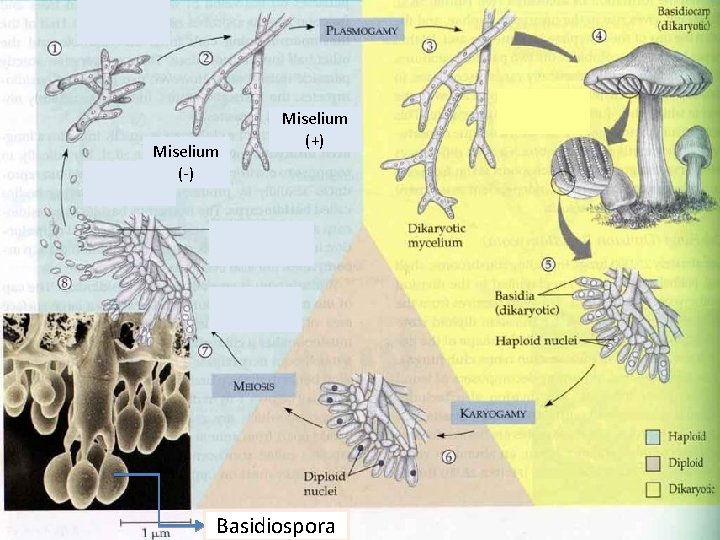 Miselium (-) Miselium (+) Basidiospora 