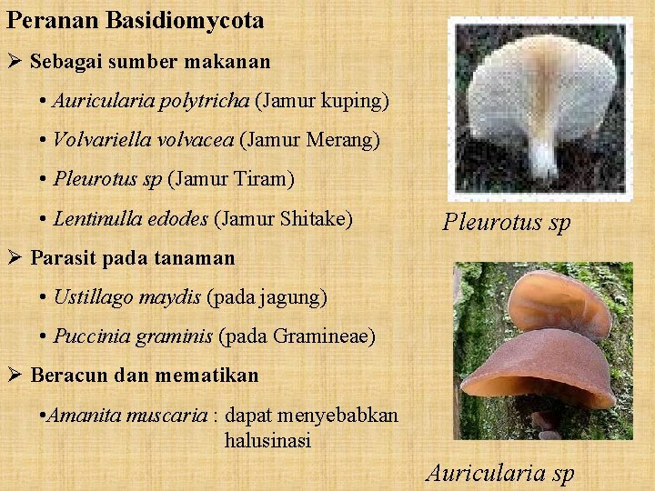 Peranan Basidiomycota Ø Sebagai sumber makanan • Auricularia polytricha (Jamur kuping) • Volvariella volvacea