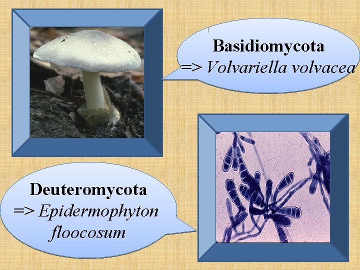 Basidiomycota => Volvariella volvacea Deuteromycota => Epidermophyton floocosum 