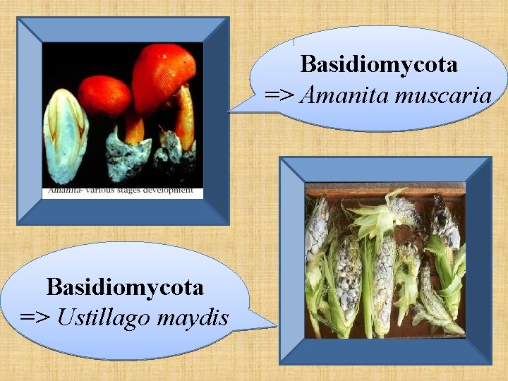 Basidiomycota => Amanita muscaria Basidiomycota => Ustillago maydis 