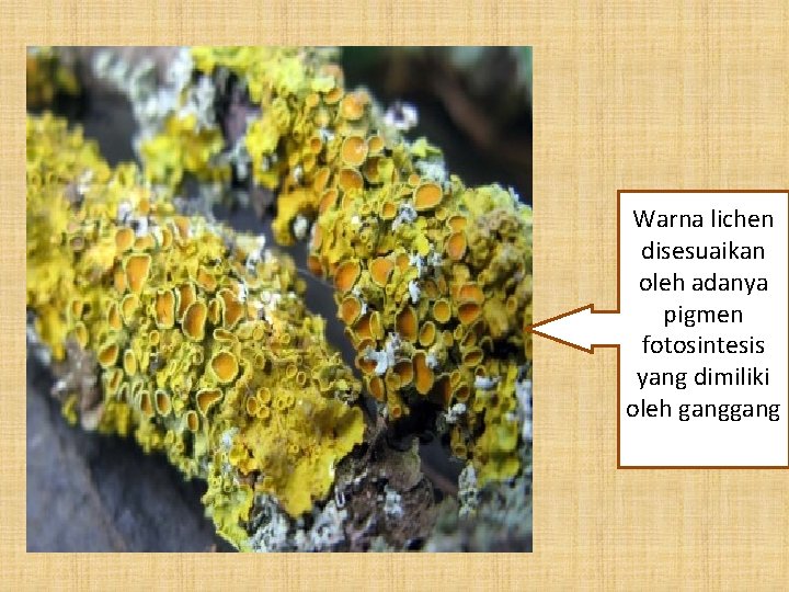 Warna lichen disesuaikan oleh adanya pigmen fotosintesis yang dimiliki oleh gang 