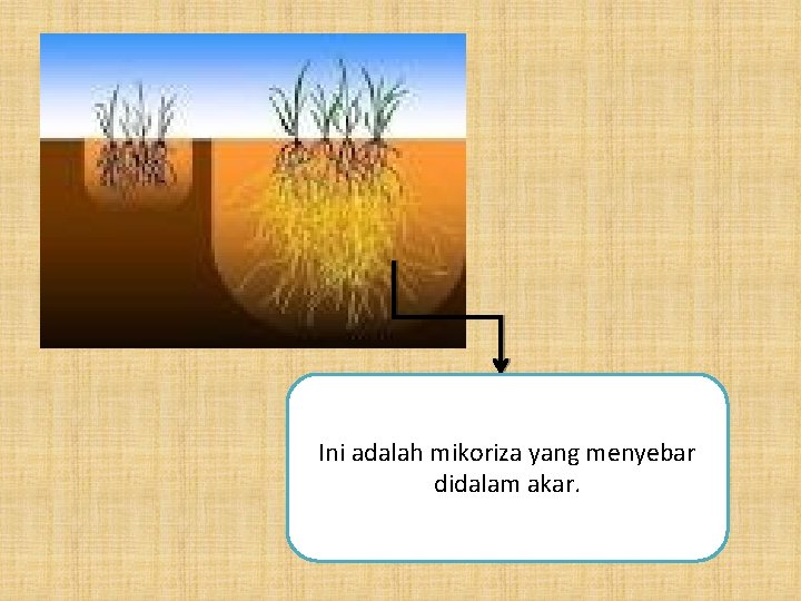 Ini adalah mikoriza yang menyebar didalam akar. 