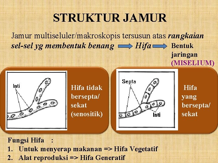 STRUKTUR JAMUR Jamur multiseluler/makroskopis tersusun atas rangkaian Bentuk sel-sel yg membentuk benang Hifa jaringan