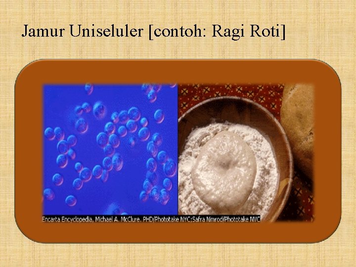 Jamur Uniseluler [contoh: Ragi Roti] Contoh : Ragi roti 