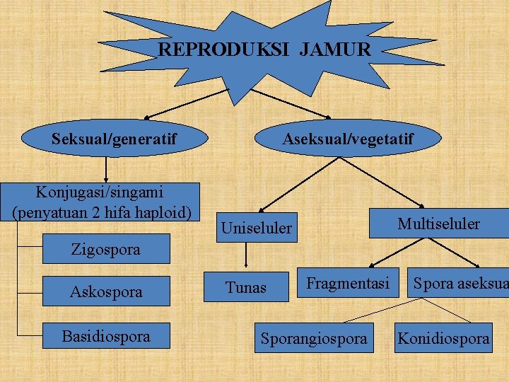 REPRODUKSI JAMUR Seksual/generatif Konjugasi/singami (penyatuan 2 hifa haploid) Aseksual/vegetatif Multiseluler Uniseluler Zigospora Askospora Basidiospora