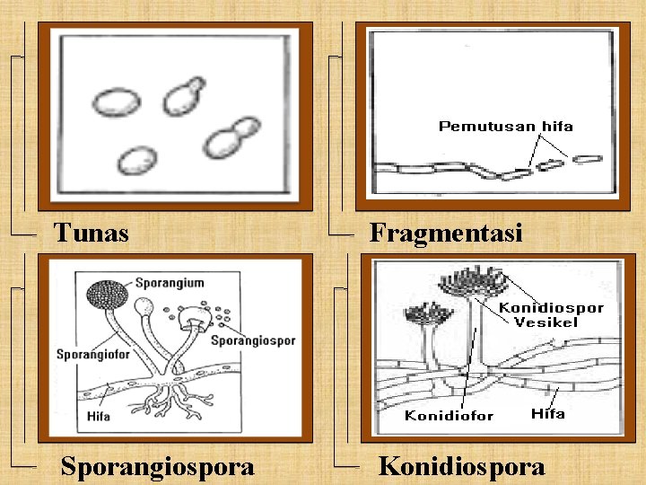 Tunas Sporangiospora Fragmentasi Konidiospora 