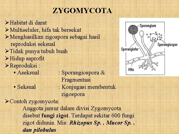 ZYGOMYCOTA ØHabitat di darat ØMultiseluler, hifa tak bersekat ØMenghasilkan zigospora sebagai hasil reproduksi seksual