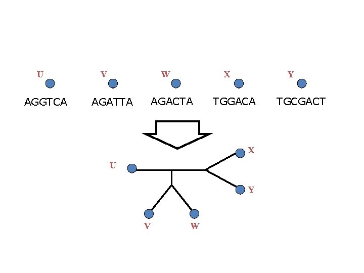 U AGGTCA V W X AGACTA AGATTA Y TGGACA X U Y V W