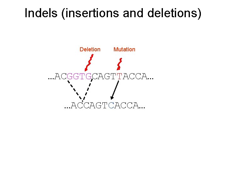 Indels (insertions and deletions) Deletion Mutation …ACGGTGCAGTTACCA… …ACCAGTCACCA… 