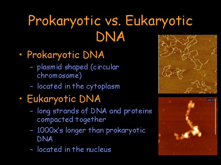 Prokaryotic vs. Eukaryotic DNA • Prokaryotic DNA – plasmid shaped (circular chromosome) – located